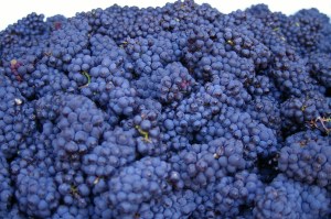 Foxtrot Grapes Pinot